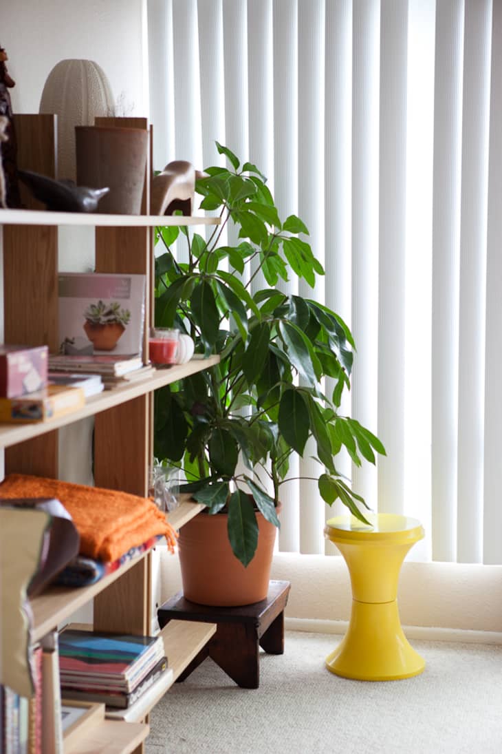 Umbrella Plant Care How to Grow Umbrella Plants Apartment Therapy